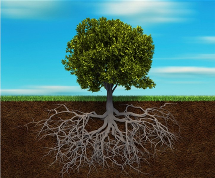 而一棵树扎实的树根提供整棵树所需的养分与支柱,让树长得美丽青翠并